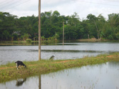 Noya village, WB