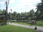 Ramprasad's Village